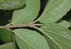 image of Viburnum carlesii