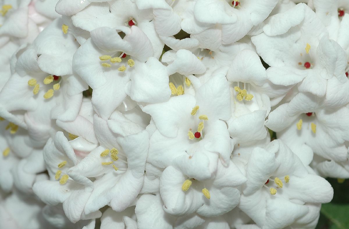 Adoxaceae Viburnum carlesii
