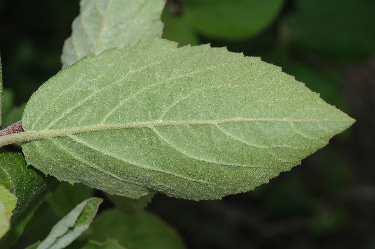 Adoxaceae Viburnum carlesii