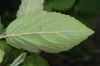 image of Viburnum carlesii