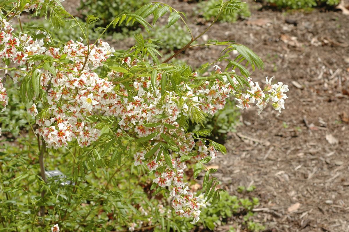 Sapindaceae Xanthoceras sorbifolia