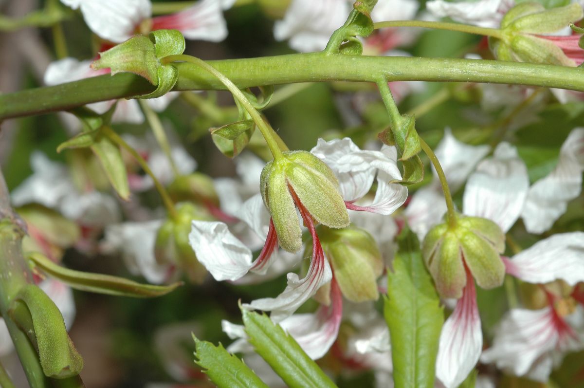 Sapindaceae Xanthoceras sorbifolia