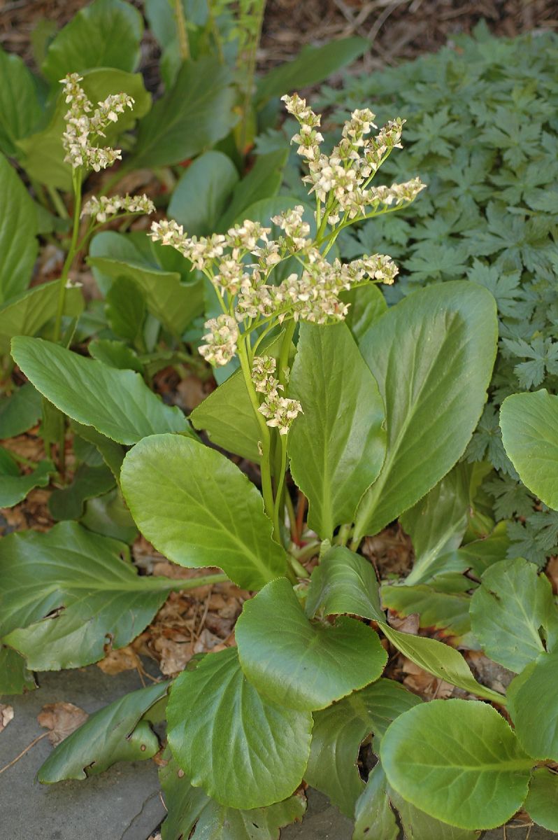 Saxifragaceae Bergenia 
