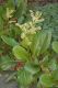 image of Bergenia 