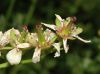 image of Bergenia 