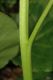 image of Bergenia 