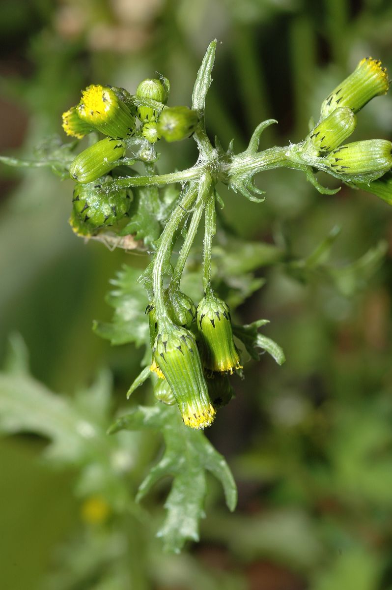 Asteraceae Senecio vulgaris