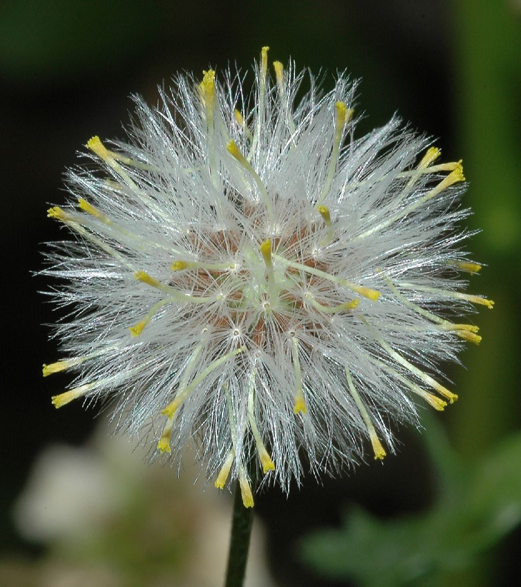 Asteraceae Senecio vulgaris