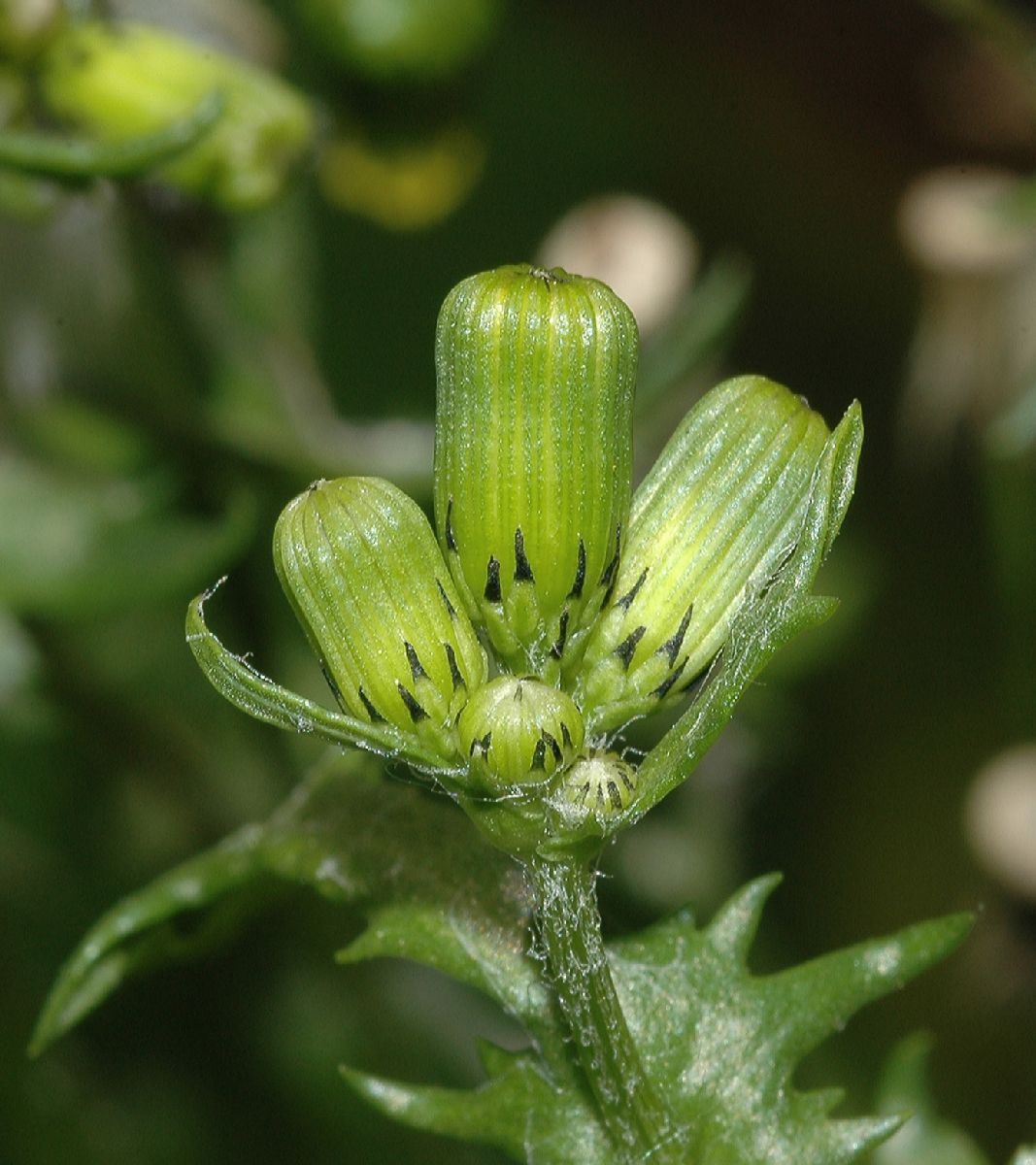 Asteraceae Senecio vulgaris