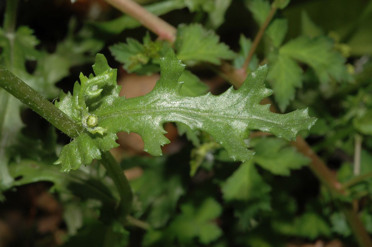 Asteraceae Senecio vulgaris