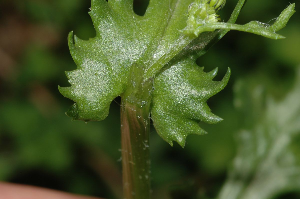 Asteraceae Senecio vulgaris
