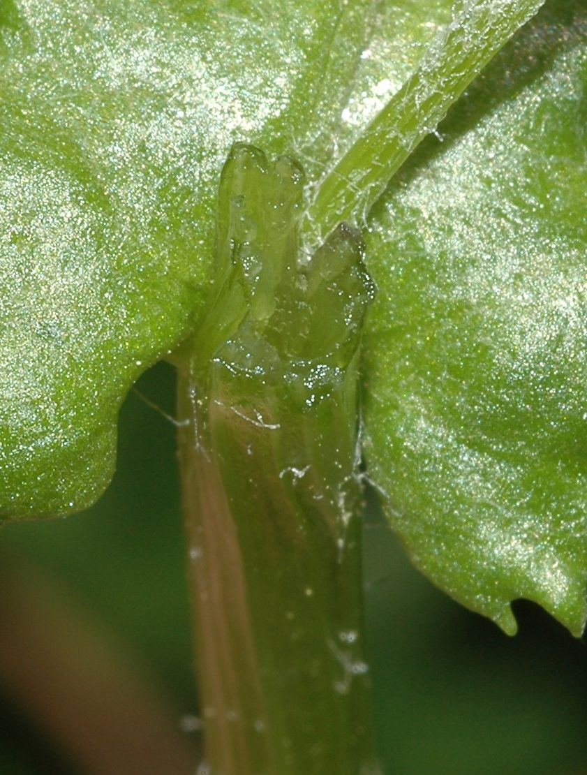 Asteraceae Senecio vulgaris