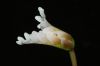 image of Aponogeton distachyus