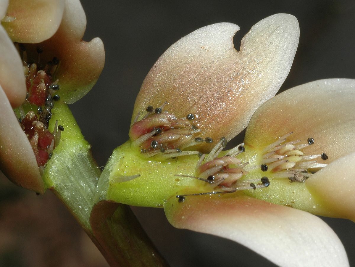 Aponogetonaceae Aponogeton distachyus