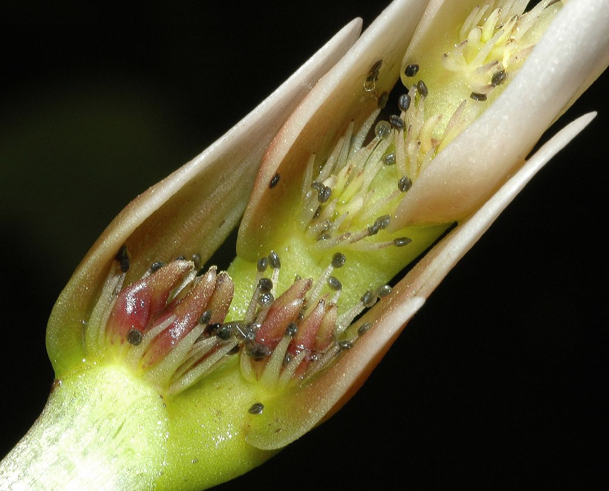 Aponogetonaceae Aponogeton distachyus