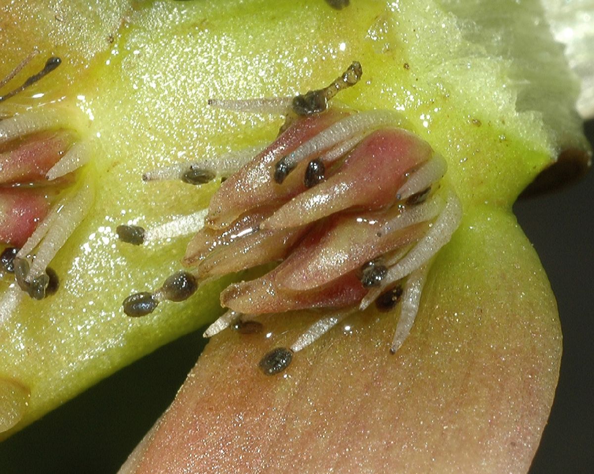 Aponogetonaceae Aponogeton distachyus
