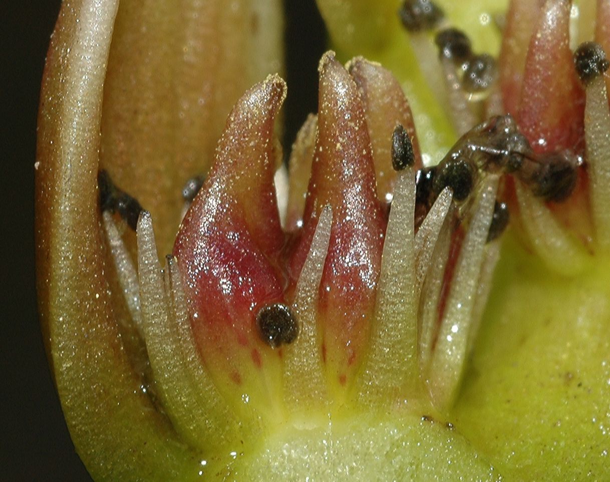 Aponogetonaceae Aponogeton distachyus
