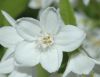 image of Deutzia gracilis