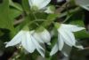 image of Deutzia gracilis