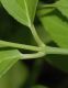 image of Deutzia gracilis