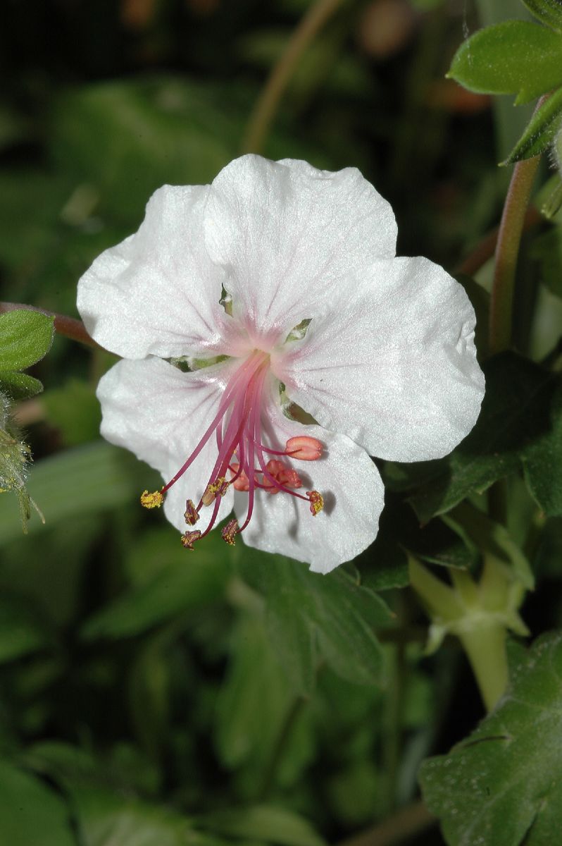 Geraniaceae Geranium 