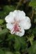image of Geranium 