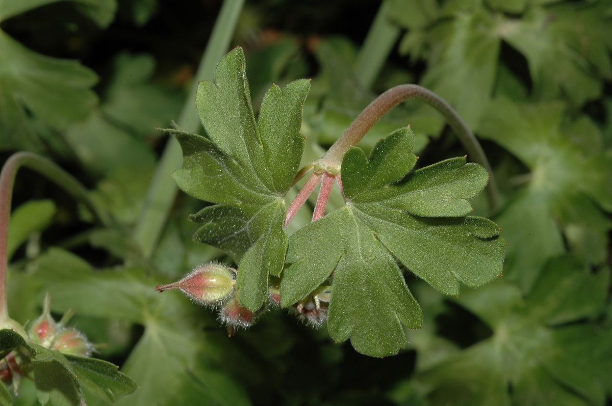 Geraniaceae Geranium 