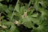 image of Geranium 