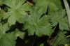 image of Geranium 