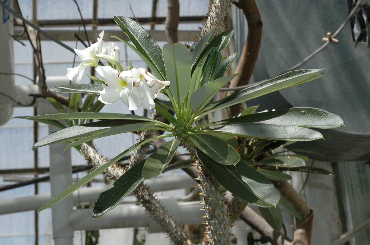 Apocynaceae Pachypodium 