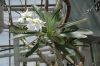 image of Pachypodium 