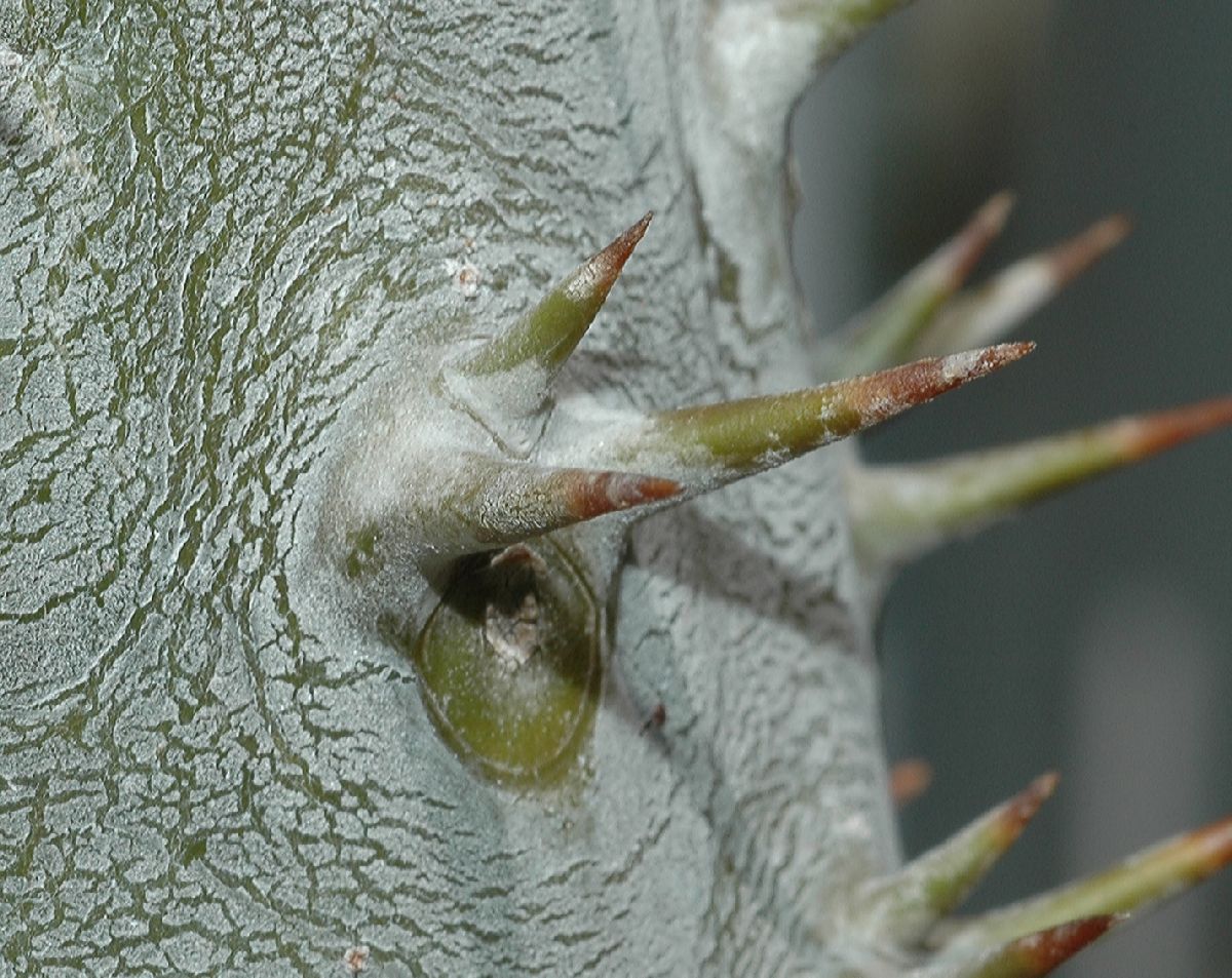 Apocynaceae Pachypodium 