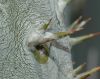 image of Pachypodium 
