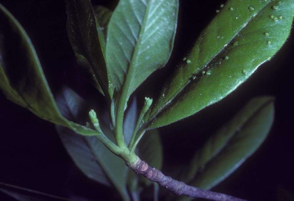 Nyssaceae Nyssa 