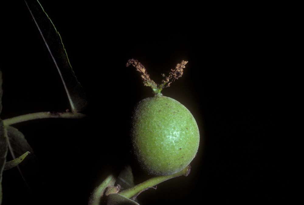 Juglandaceae Juglans microcarpa