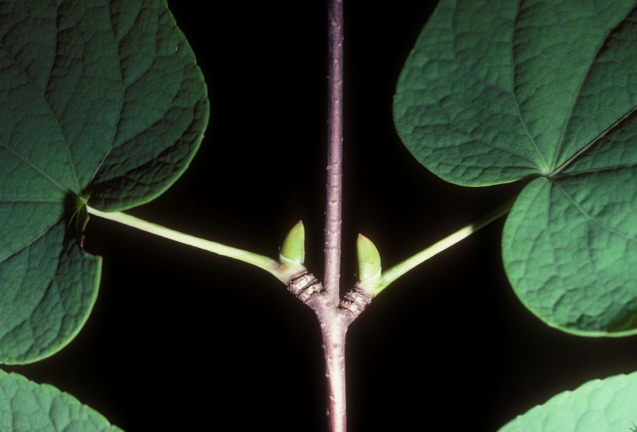 Cercidiphyllaceae Cercidiphyllum japonicum