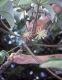 image of Cecropia 
