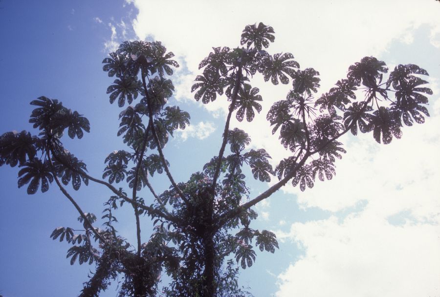 Urticaceae Cecropia 