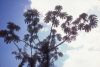 image of Cecropia 