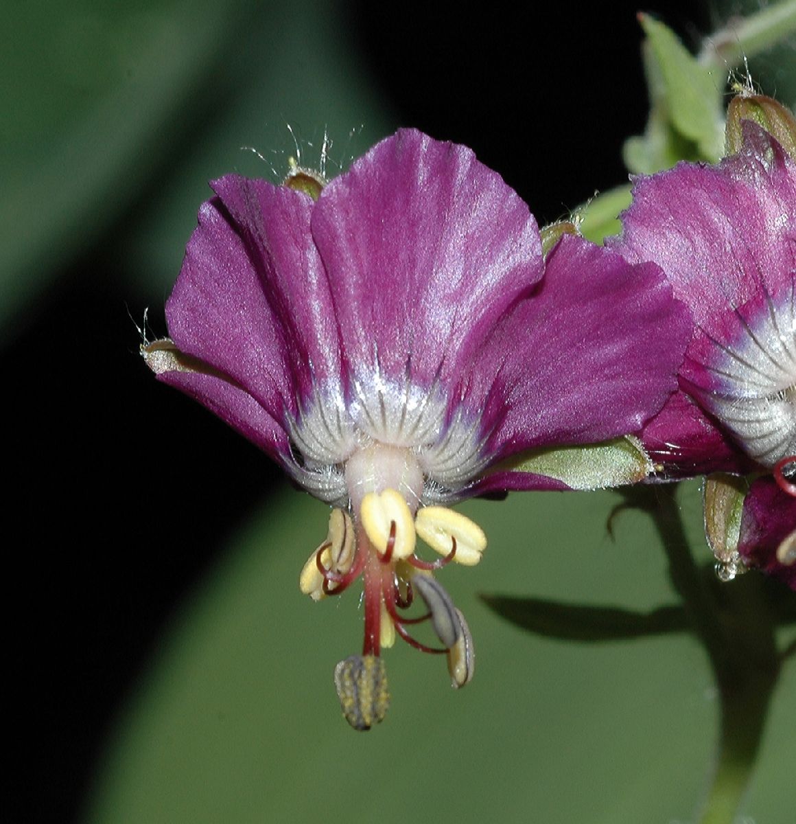 Geraniaceae Geranium monacense