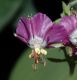 image of Geranium monacense