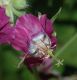 image of Geranium monacense