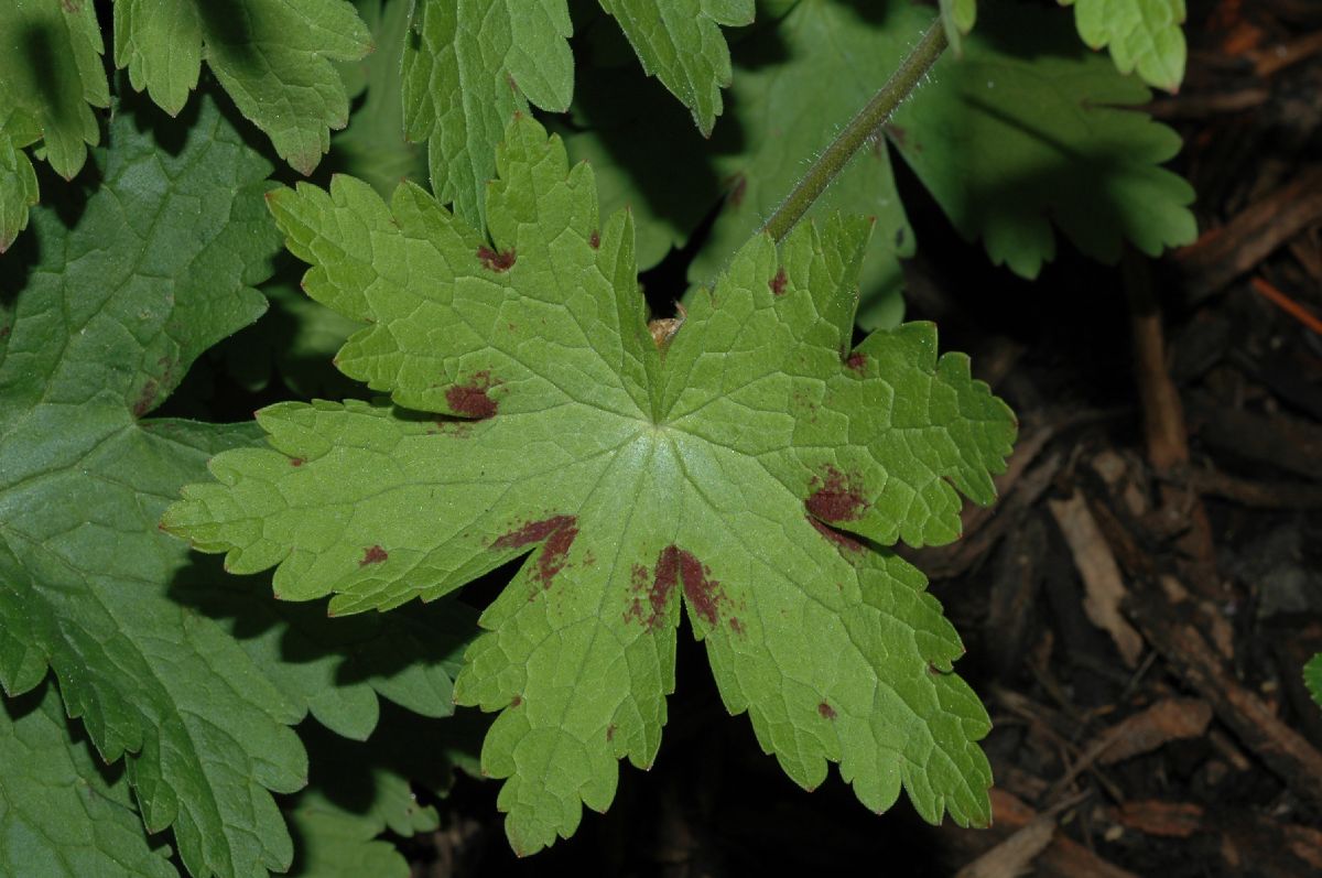 Geraniaceae Geranium monacense