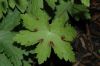 image of Geranium monacense