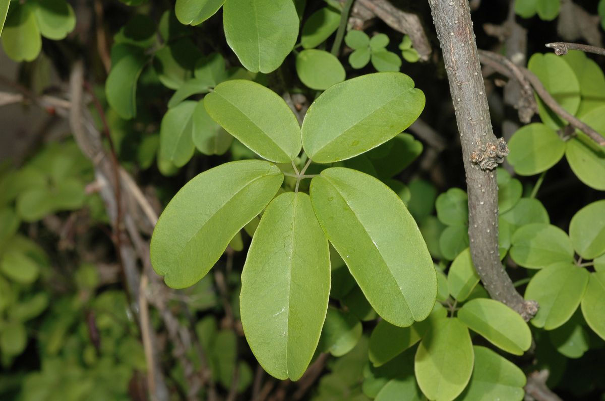 Lardizabalaceae Akebia quinata
