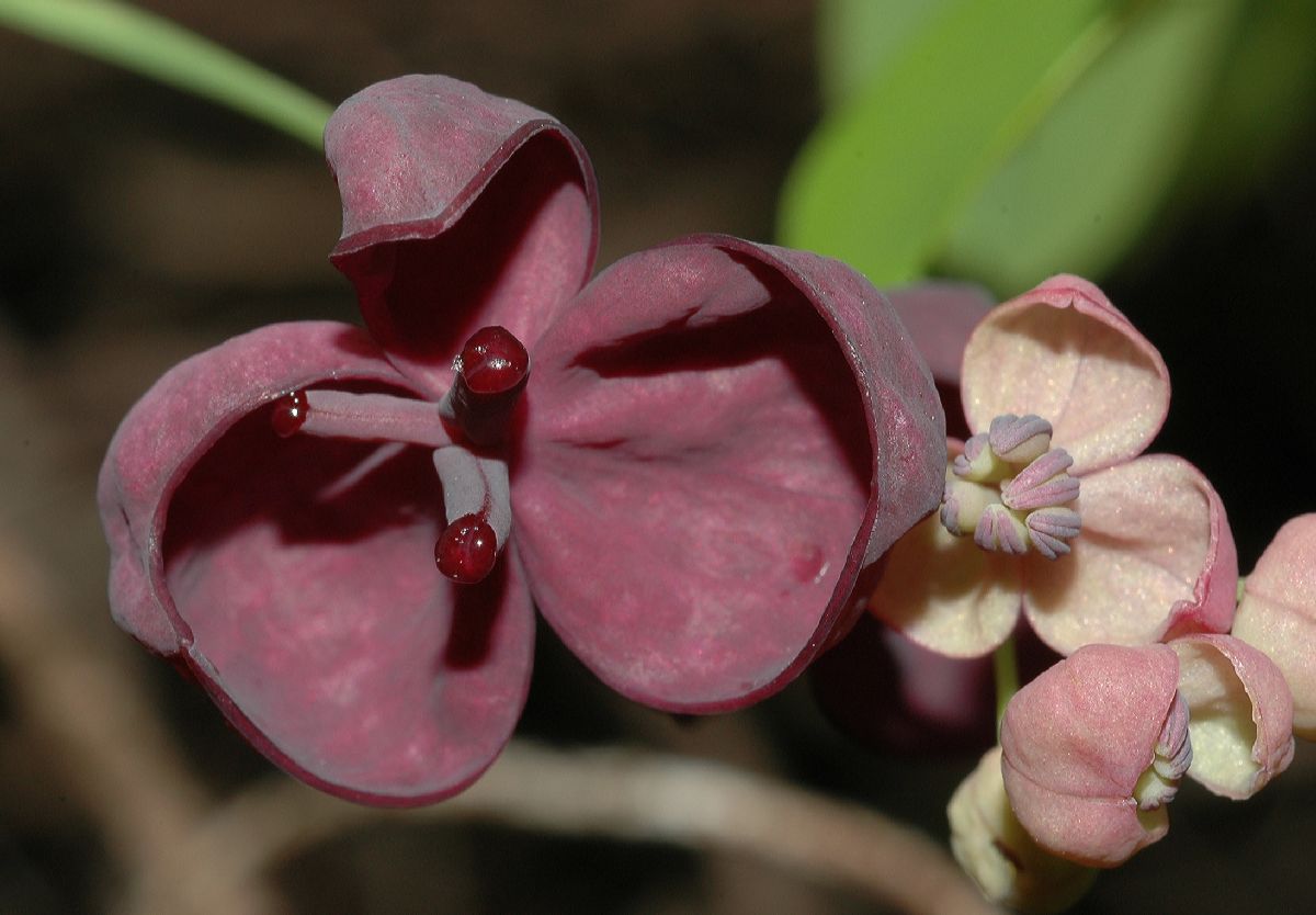 Lardizabalaceae Akebia quinata