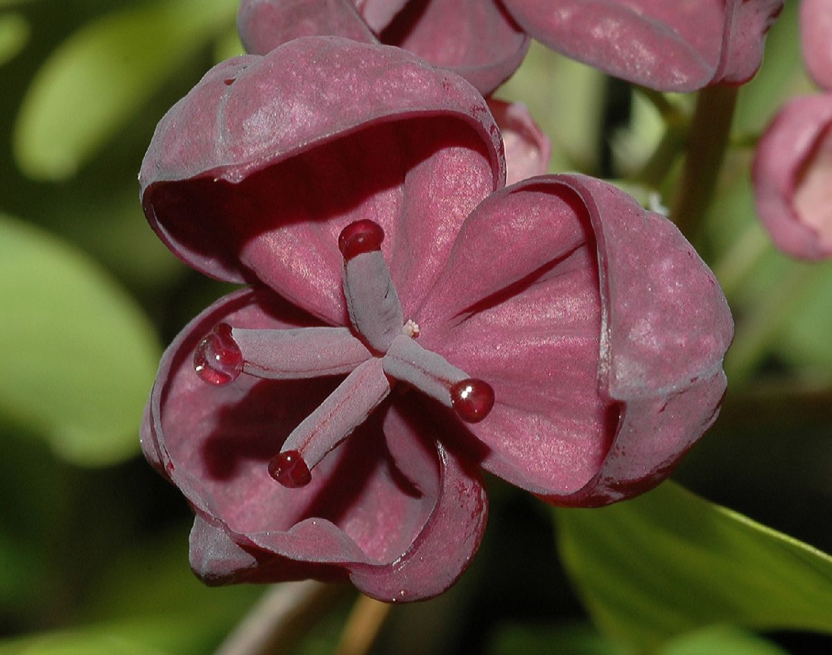 Lardizabalaceae Akebia quinata