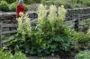 image of Rheum officinale