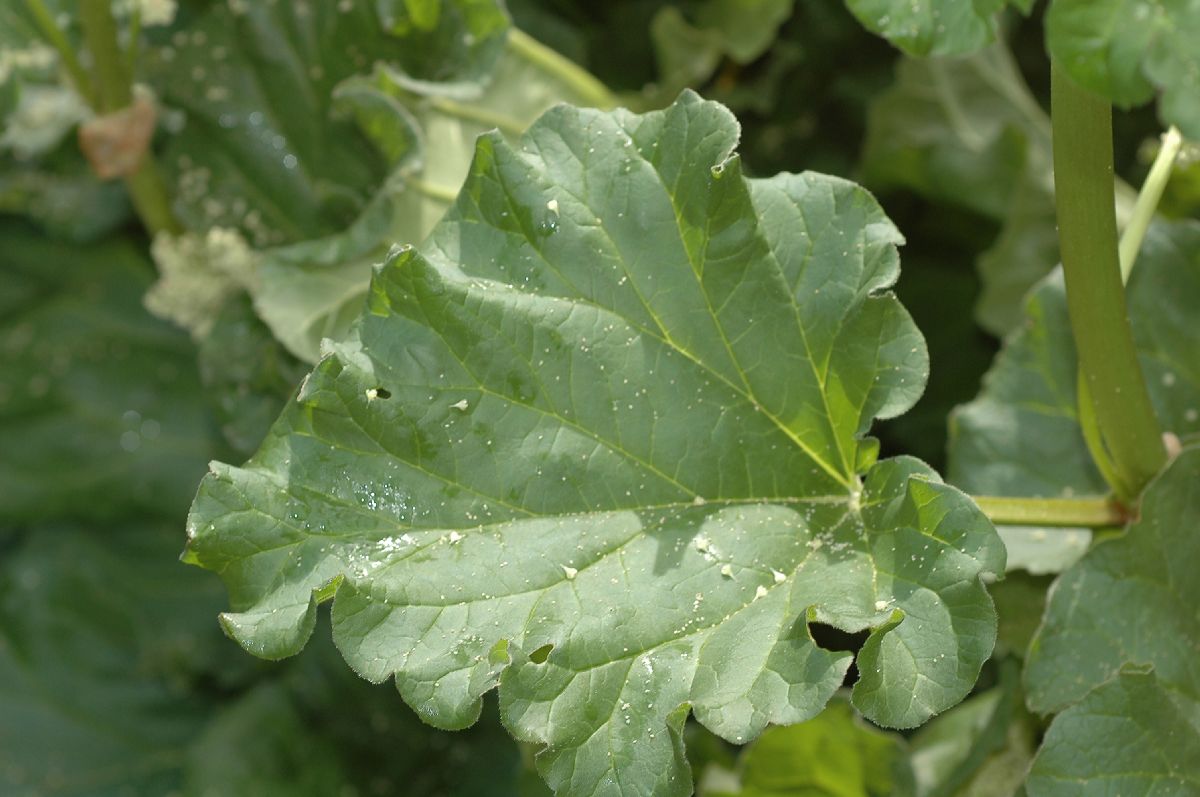 Polygonaceae Rheum officinale