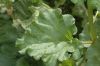 image of Rheum officinale